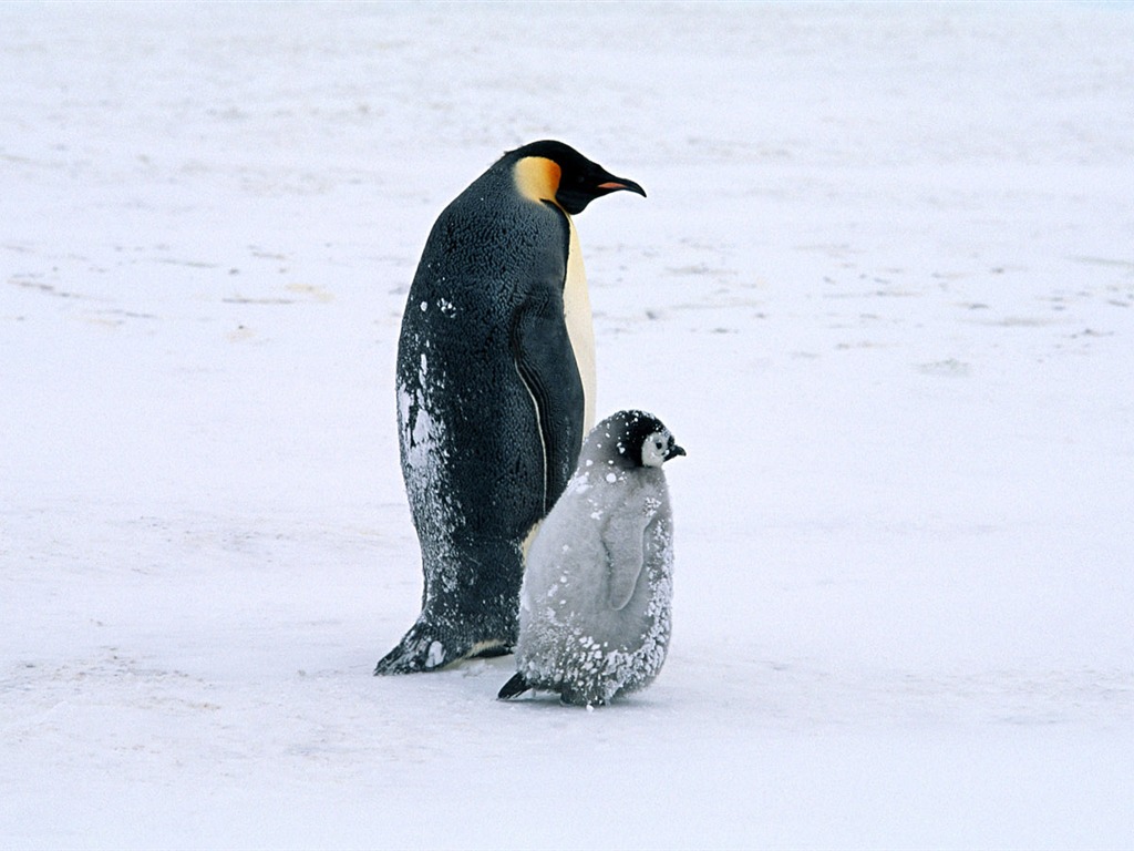 Foto de Animales Fondos de Pingüino #14 - 1024x768