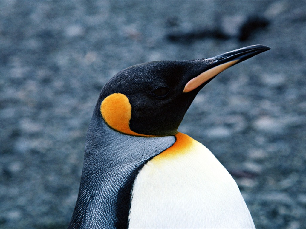 Foto de Animales Fondos de Pingüino #16 - 1024x768