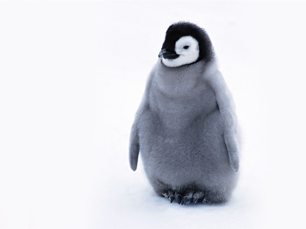 Foto de Animales Fondos de Pingüino #17 - 1024x768