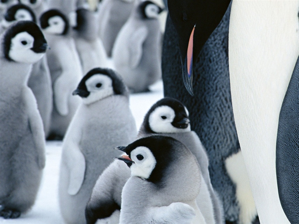 Photo of Penguin Animal Wallpapers #20 - 1024x768