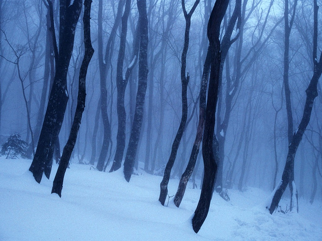 fondos de escritorio de alta definición de invierno la nieve fresca escena #11 - 1024x768