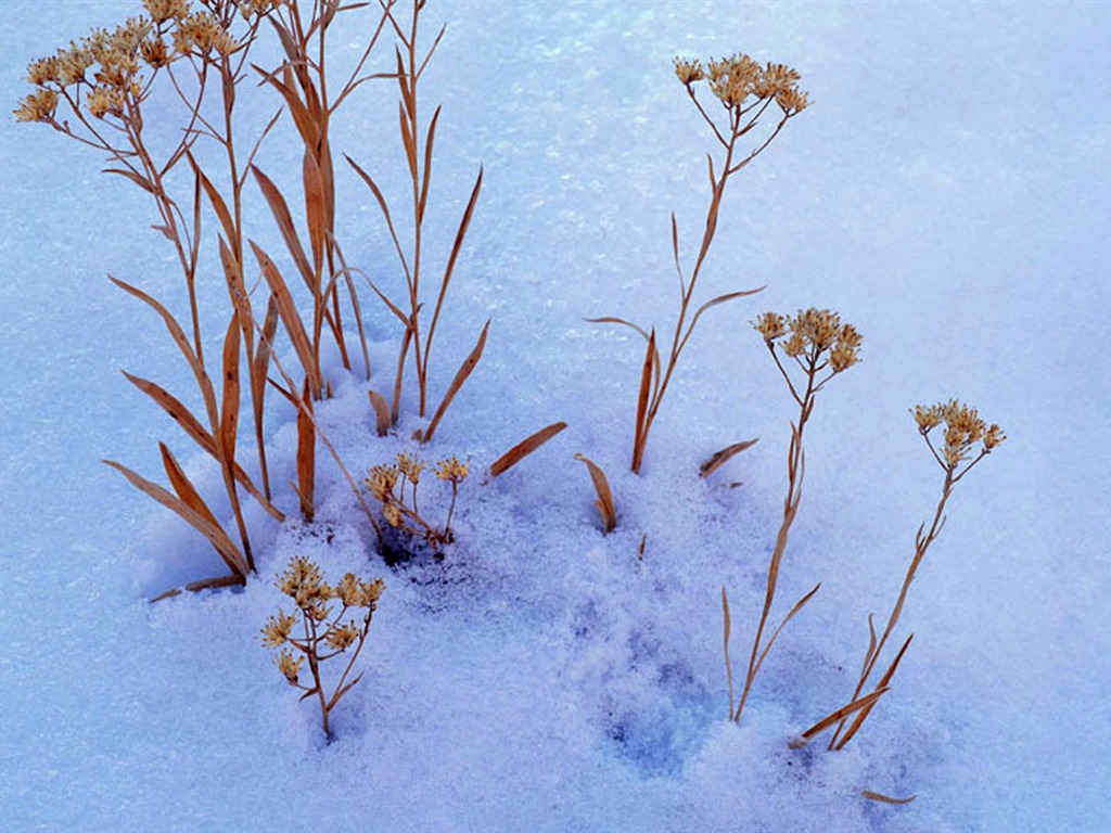 fondos de escritorio de alta definición de invierno la nieve fresca escena #21 - 1024x768