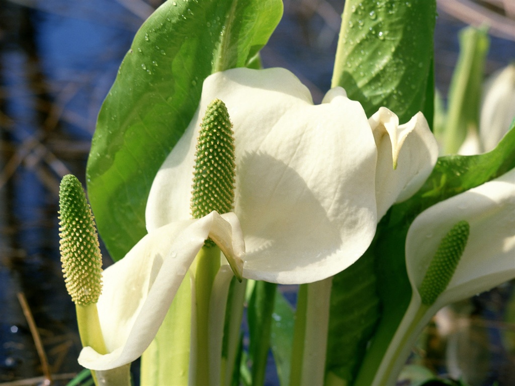 Snow-white flowers wallpaper #1 - 1024x768