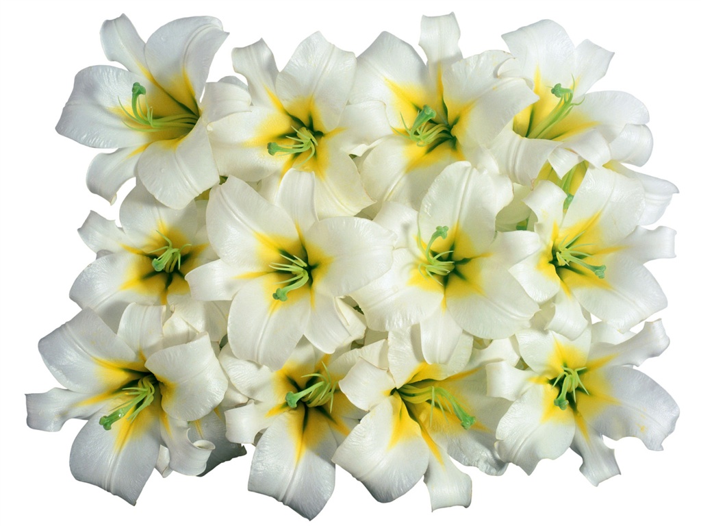눈같이 흰 꽃 벽지 #3 - 1024x768