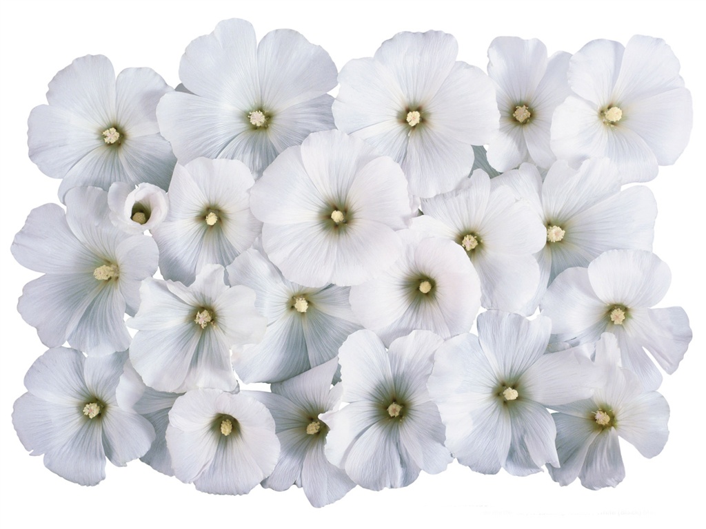 눈같이 흰 꽃 벽지 #4 - 1024x768