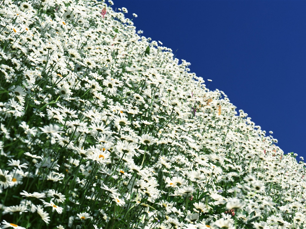 Blanche-Neige fond d'écran fleurs #9 - 1024x768