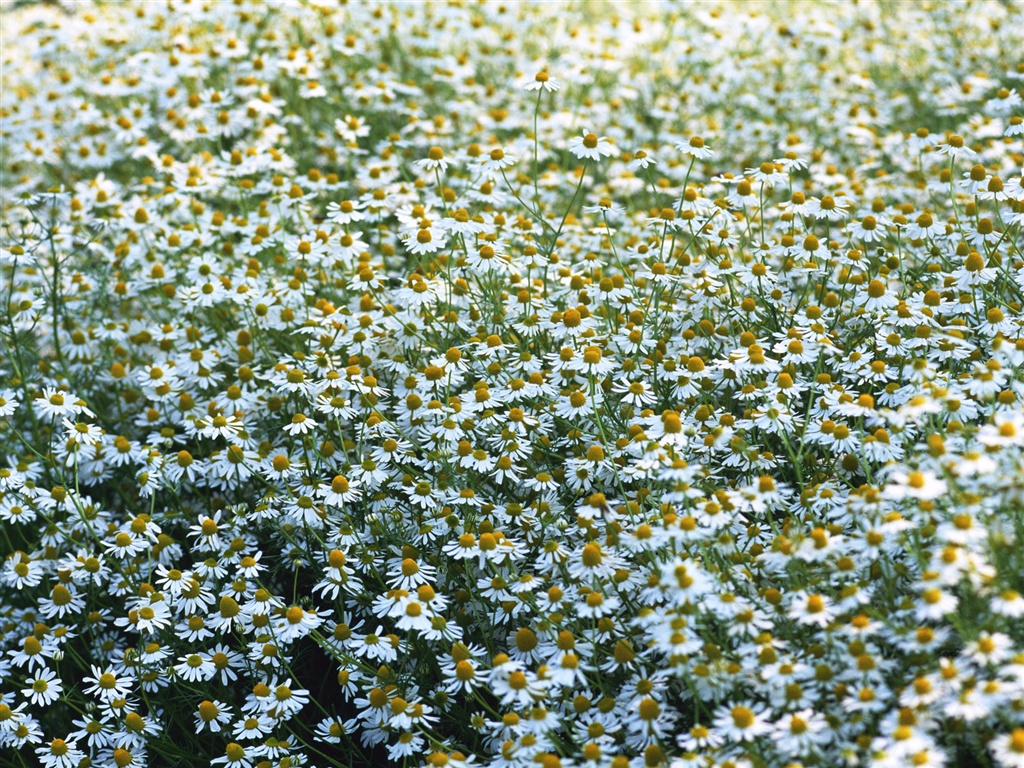 눈같이 흰 꽃 벽지 #10 - 1024x768