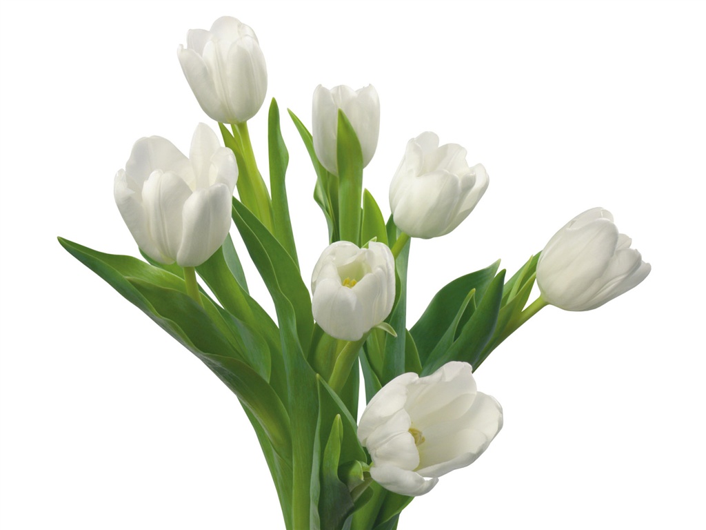 눈같이 흰 꽃 벽지 #11 - 1024x768