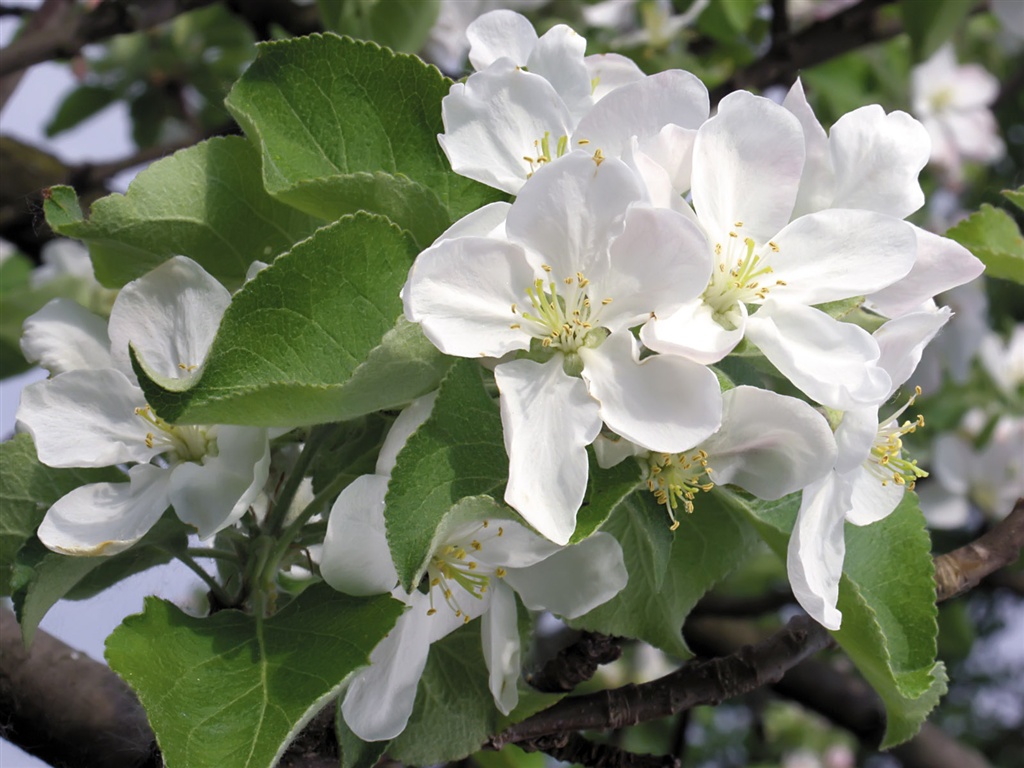 Snow-white flowers wallpaper #13 - 1024x768