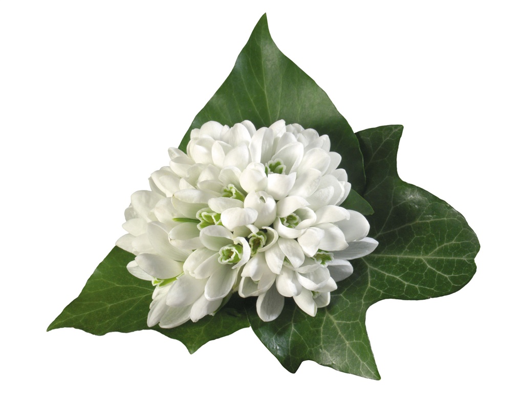 雪白花朵壁紙 #15 - 1024x768