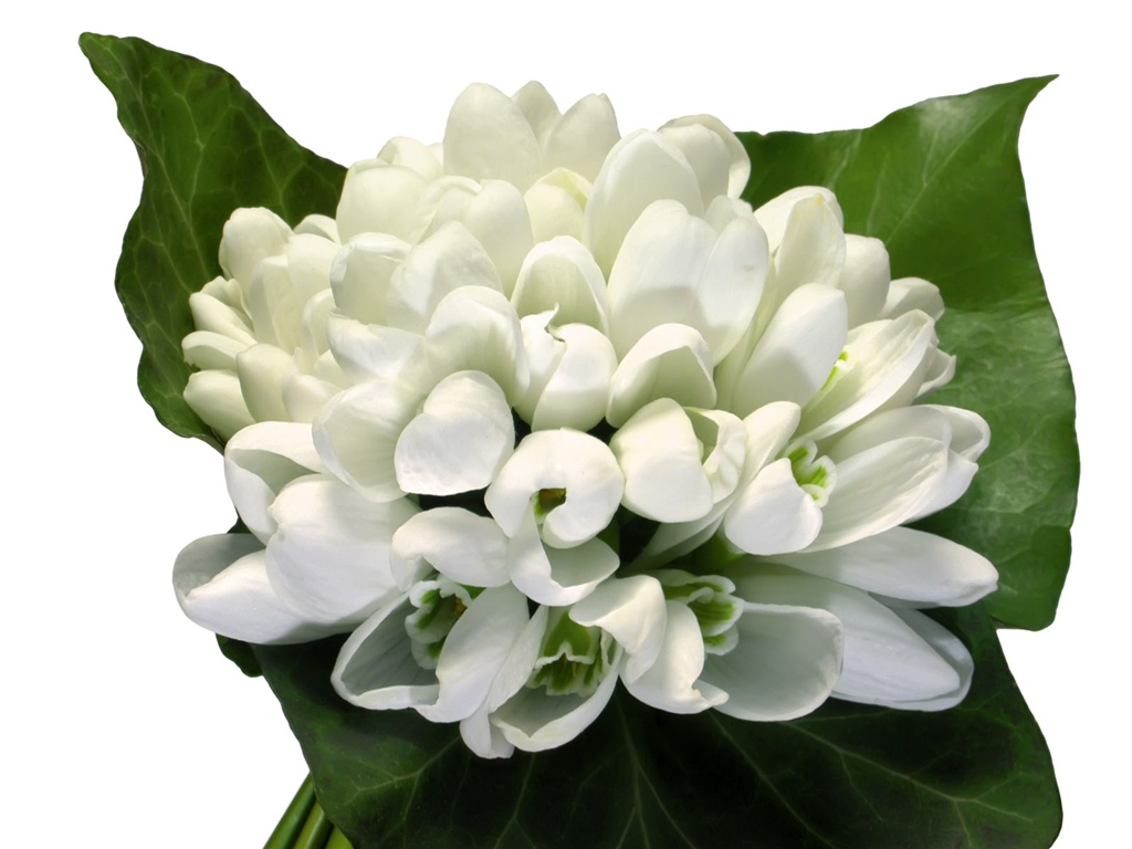 Blancanieves flores papel tapiz #16 - 1024x768