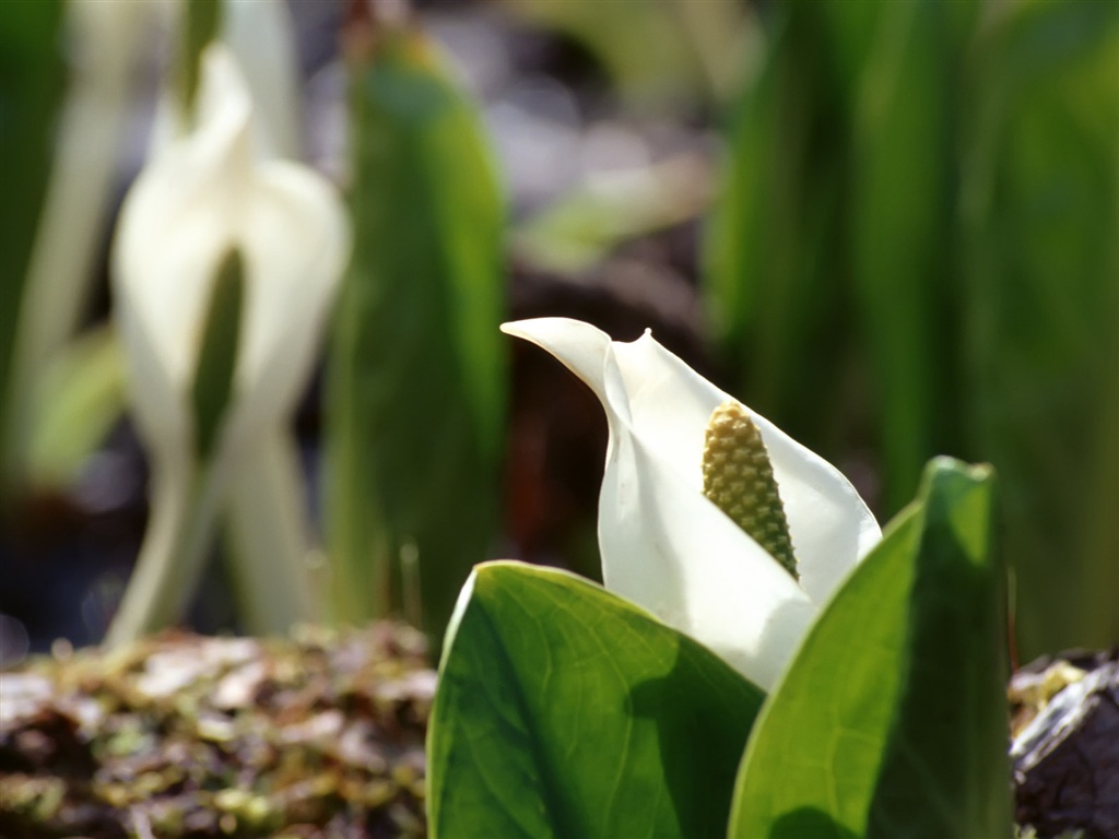 Snow-white flowers wallpaper #18 - 1024x768