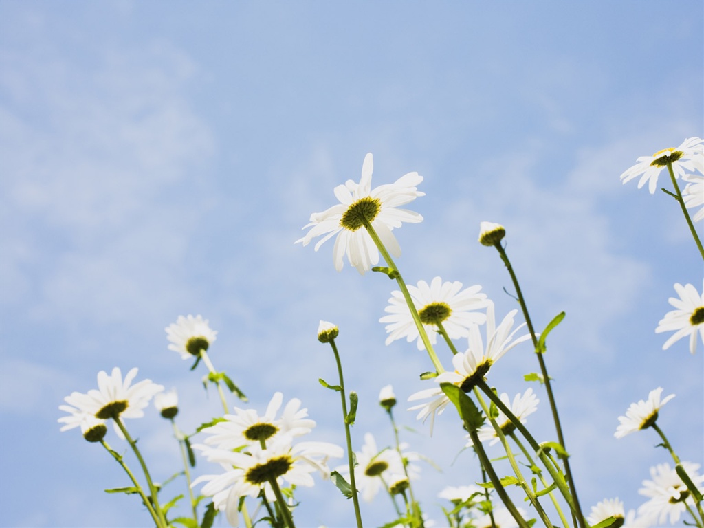 Snow-white flowers wallpaper #19 - 1024x768