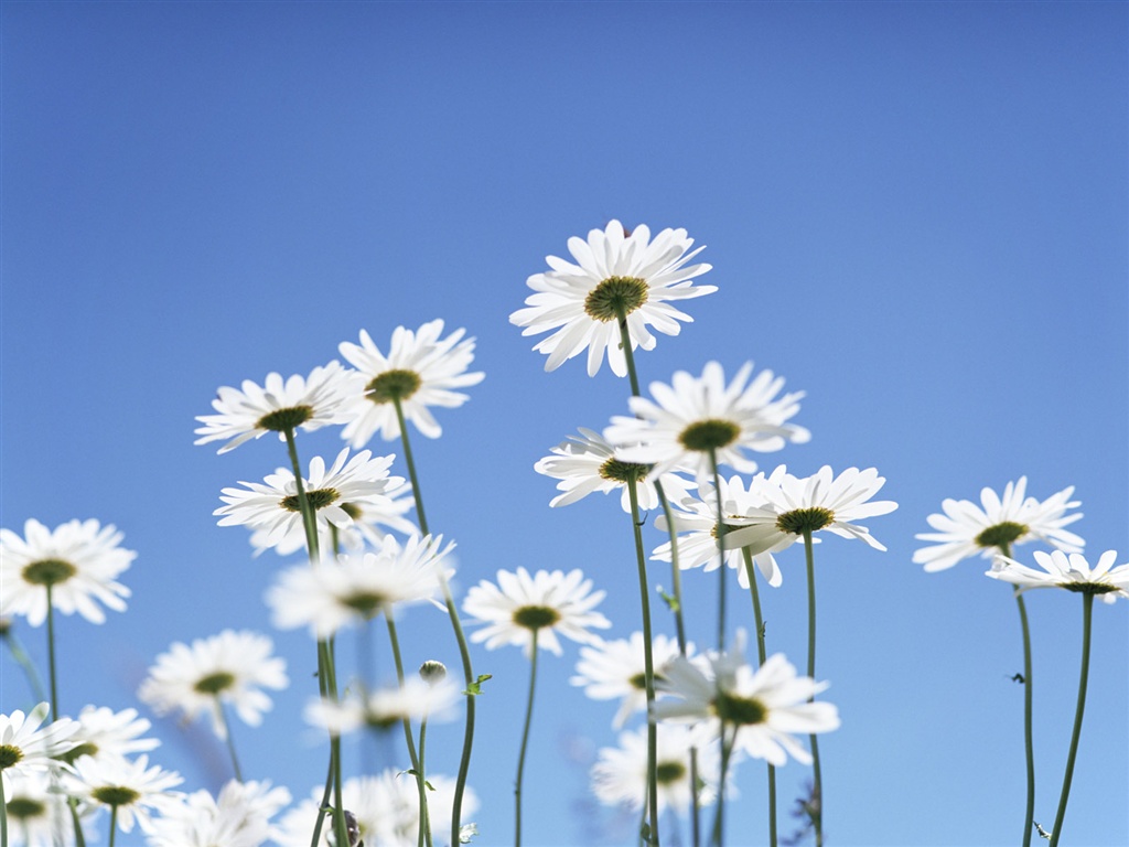 Snow-white flowers wallpaper #20 - 1024x768