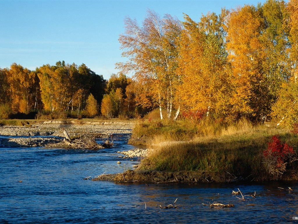 El fondo de pantalla bosque del otoño #1 - 1024x768