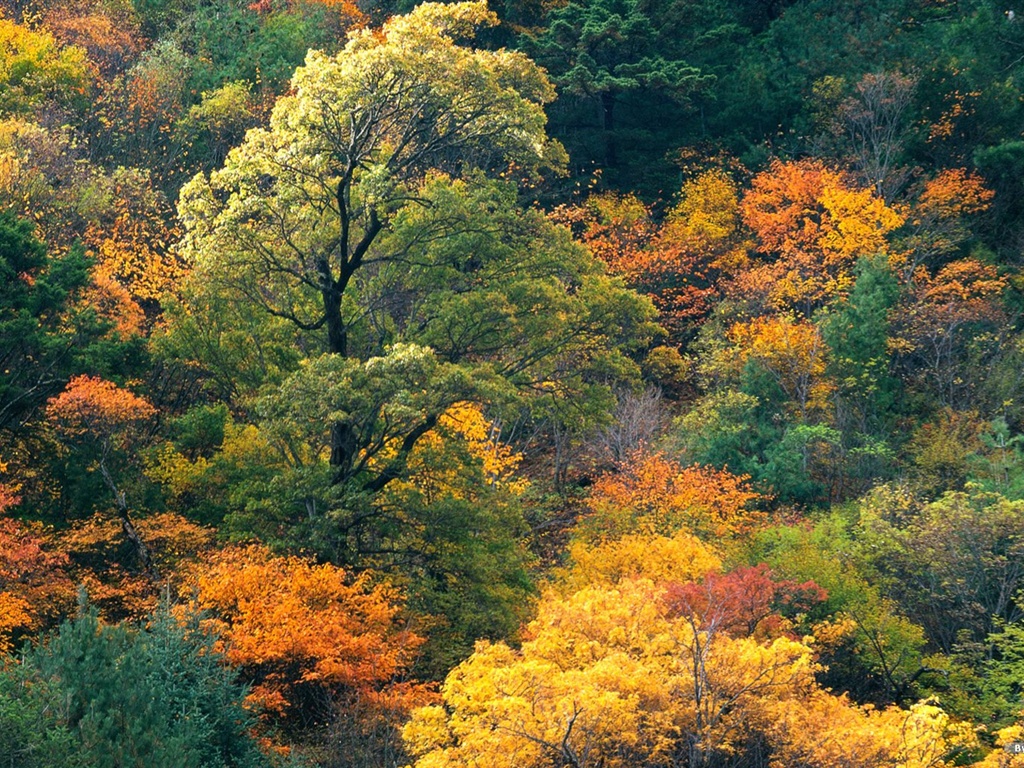 El fondo de pantalla bosque del otoño #4 - 1024x768