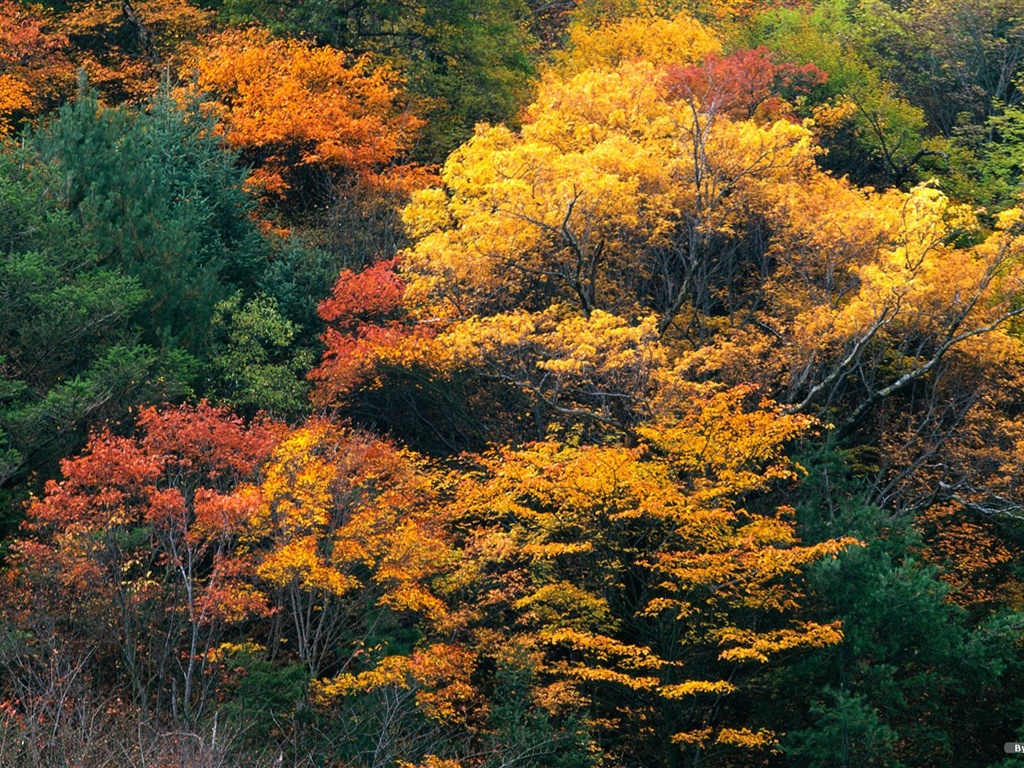 El fondo de pantalla bosque del otoño #5 - 1024x768