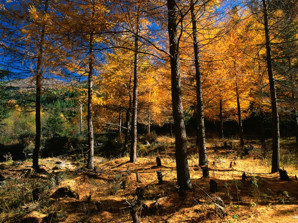 El fondo de pantalla bosque del otoño #6 - 1024x768