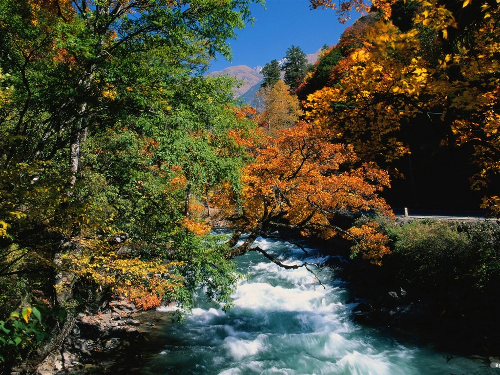 The autumn forest wallpaper #8 - 1024x768