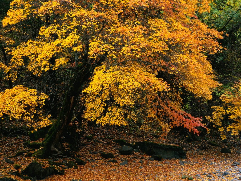 The autumn forest wallpaper #9 - 1024x768