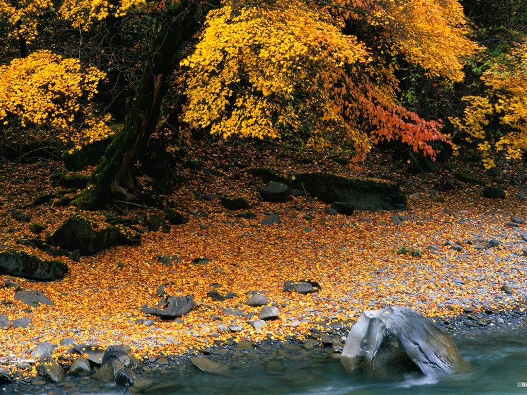 The autumn forest wallpaper #10 - 1024x768