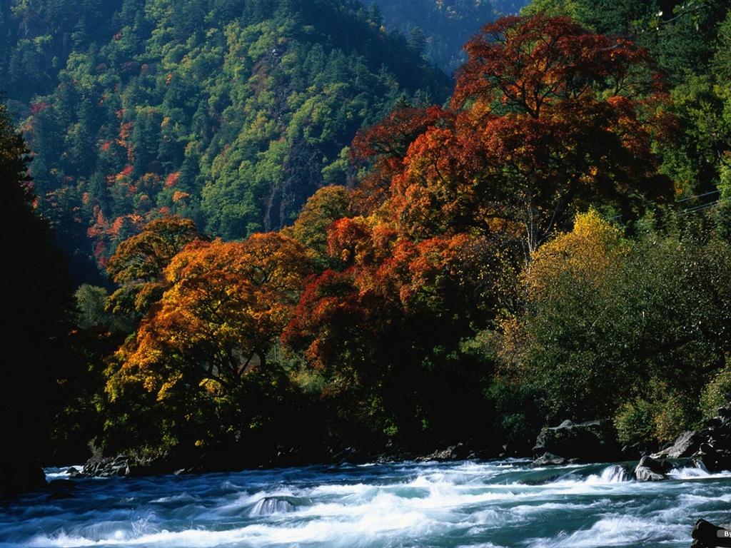 The autumn forest wallpaper #12 - 1024x768