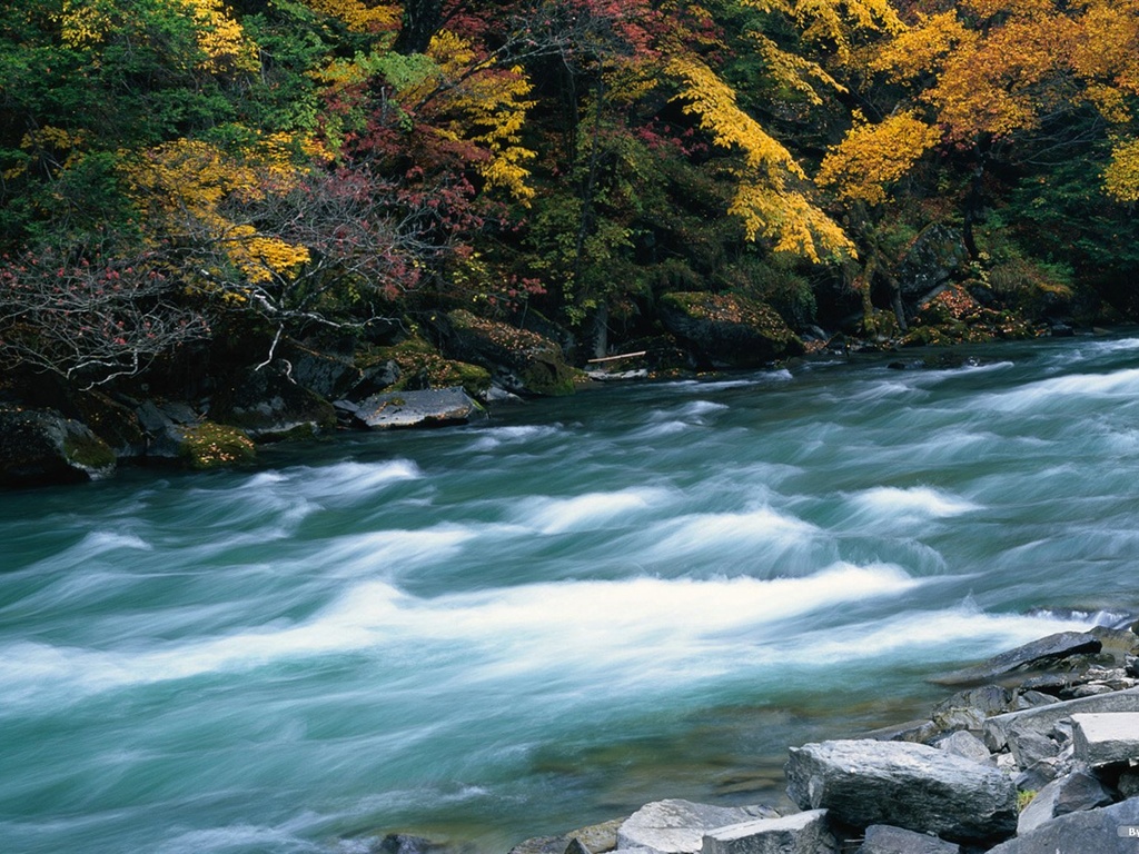 The autumn forest wallpaper #13 - 1024x768