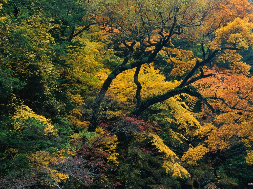 The autumn forest wallpaper #15 - 1024x768