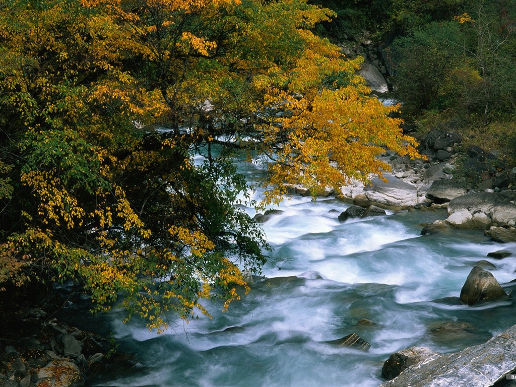 The autumn forest wallpaper #16 - 1024x768