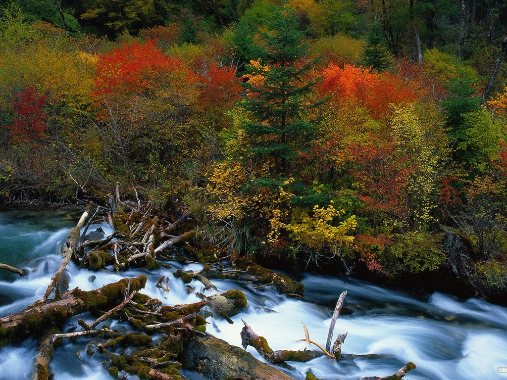 The autumn forest wallpaper #20 - 1024x768