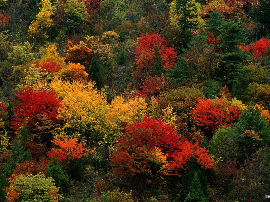 The autumn forest wallpaper #21 - 1024x768