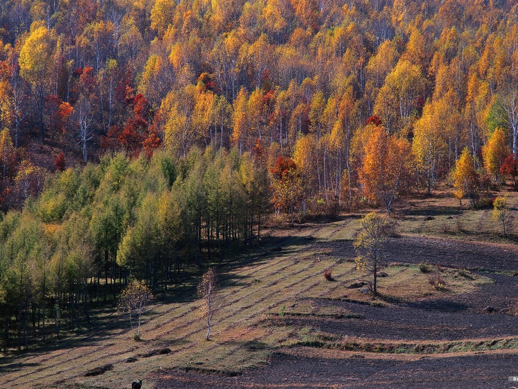 The autumn forest wallpaper #23 - 1024x768