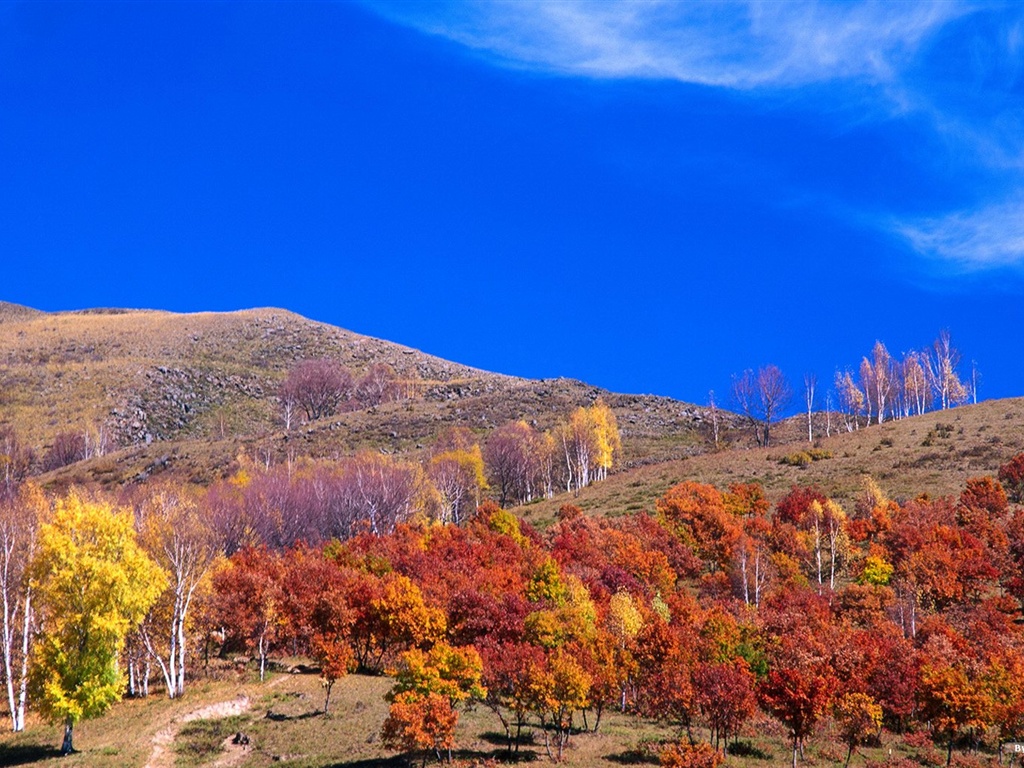 El fondo de pantalla bosque del otoño #25 - 1024x768