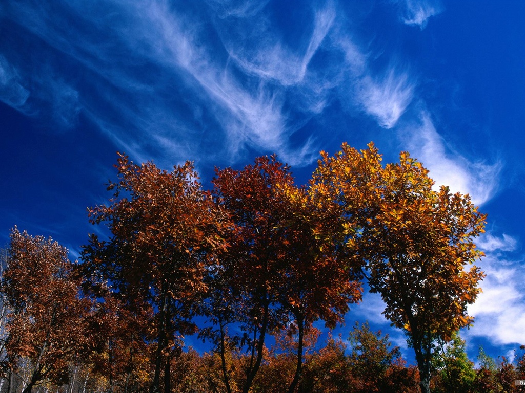 El fondo de pantalla bosque del otoño #26 - 1024x768