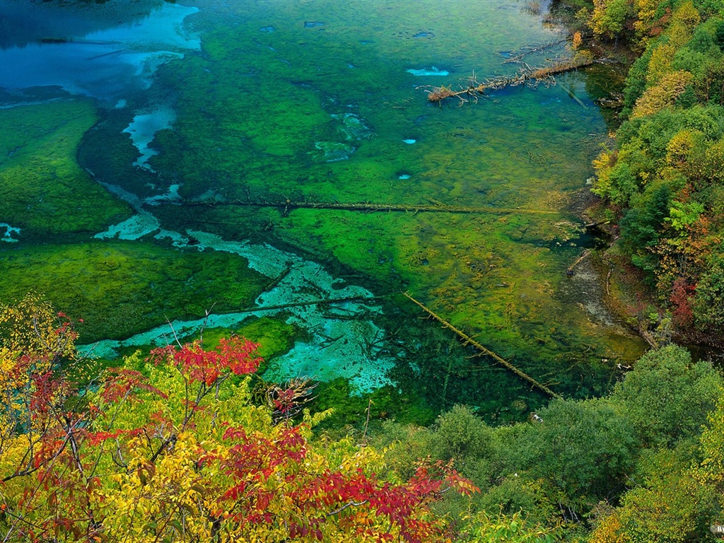 The autumn forest wallpaper #28 - 1024x768