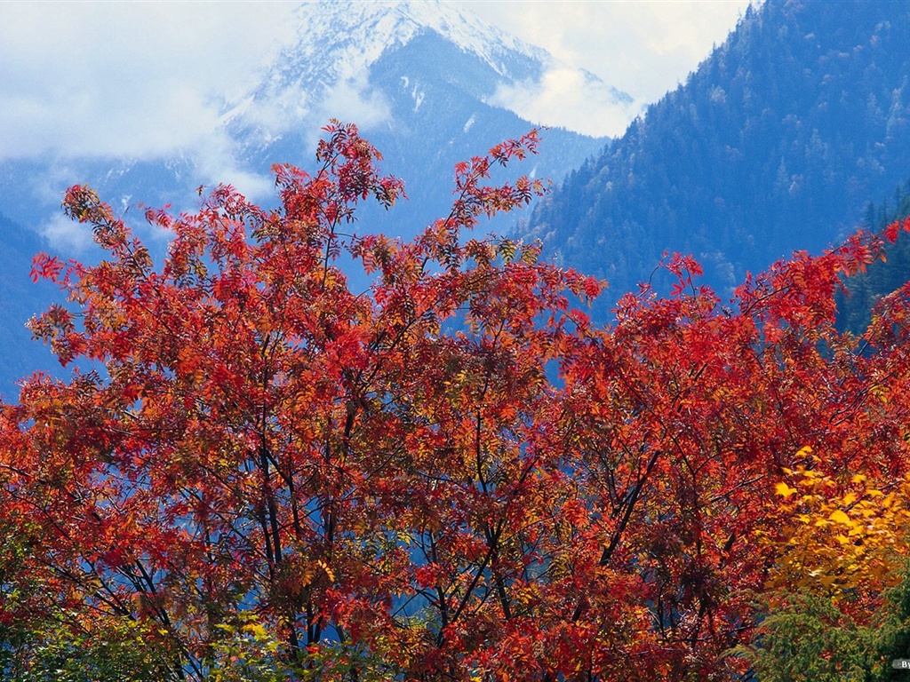 The autumn forest wallpaper #31 - 1024x768