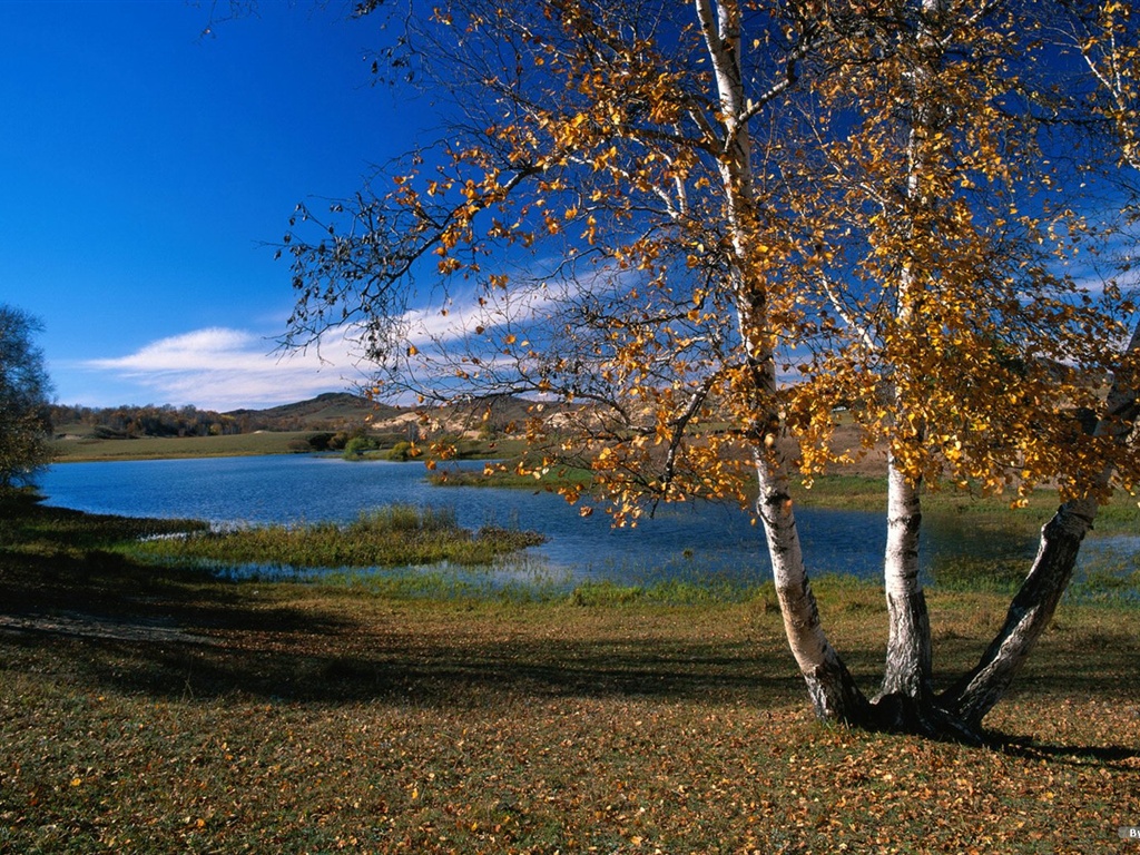 The autumn forest wallpaper #34 - 1024x768