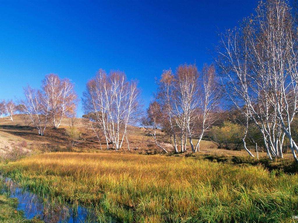 The autumn forest wallpaper #35 - 1024x768