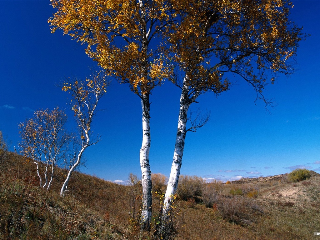 El fondo de pantalla bosque del otoño #37 - 1024x768