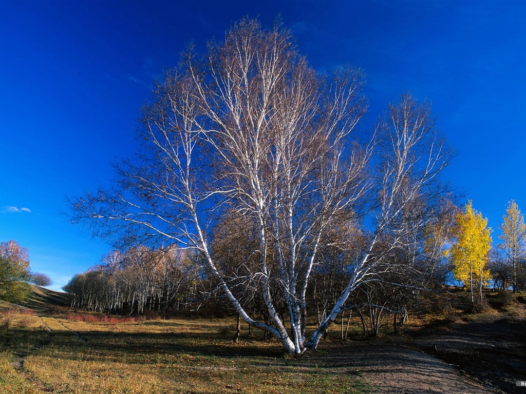 El fondo de pantalla bosque del otoño #38 - 1024x768