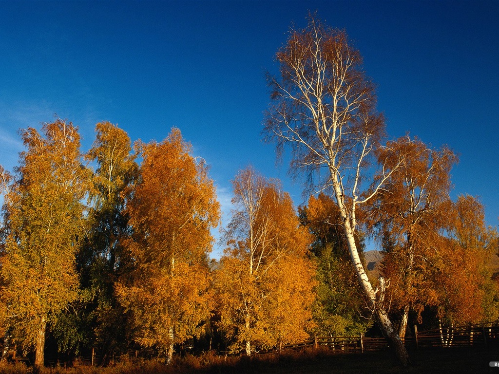 El fondo de pantalla bosque del otoño #39 - 1024x768