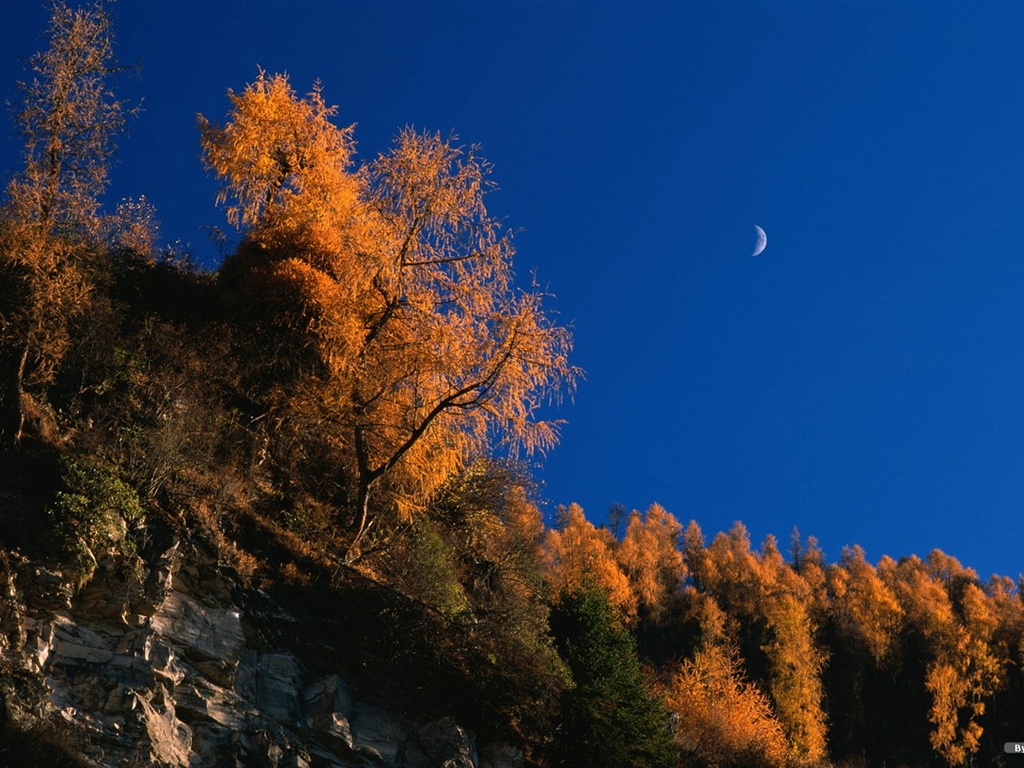 The autumn forest wallpaper #40 - 1024x768