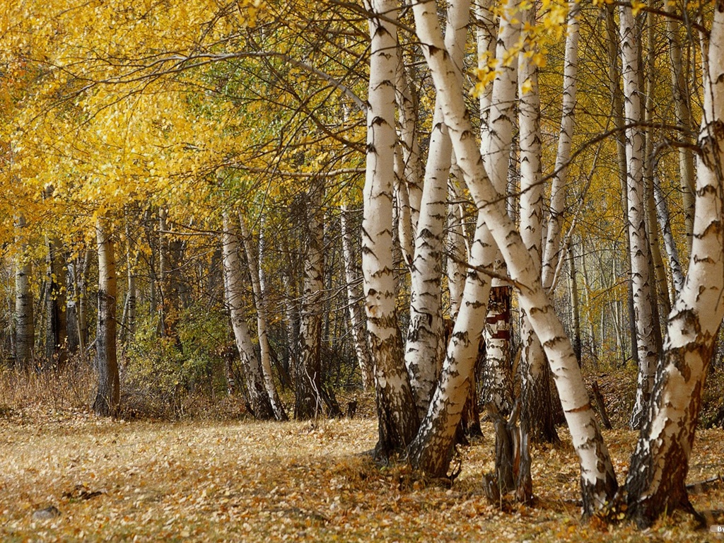 森林裡的秋天壁紙 #41 - 1024x768