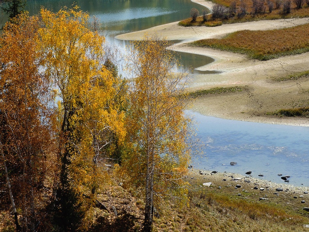 The autumn forest wallpaper #44 - 1024x768