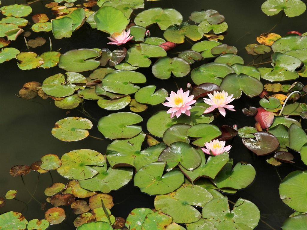 Enivrantes fleurs fond d'écran #2 - 1024x768