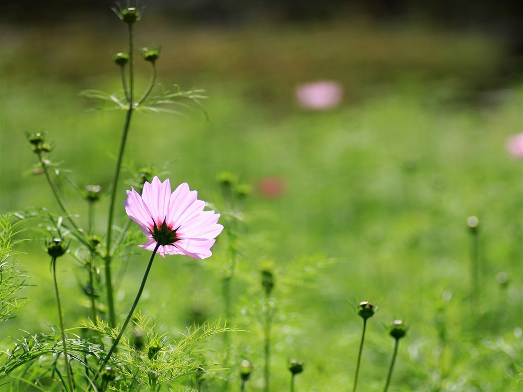 令人陶醉的鮮花壁紙 #6 - 1024x768