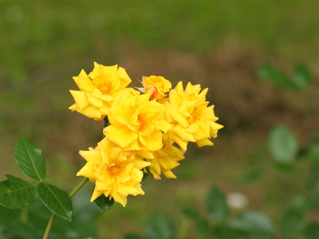 Enivrantes fleurs fond d'écran #7 - 1024x768