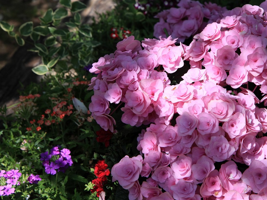 令人陶醉的鮮花壁紙 #19 - 1024x768