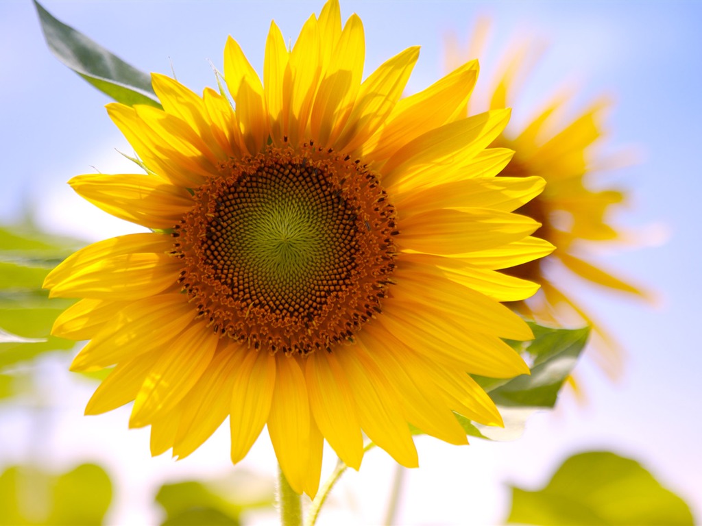 Soleado foto de girasol HD Wallpapers #14 - 1024x768