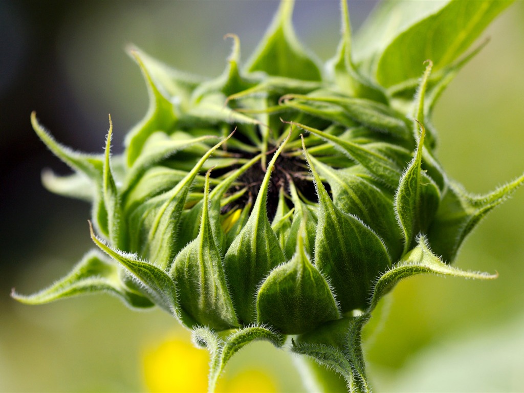 Sunny photo de tournesol HD Wallpapers #19 - 1024x768